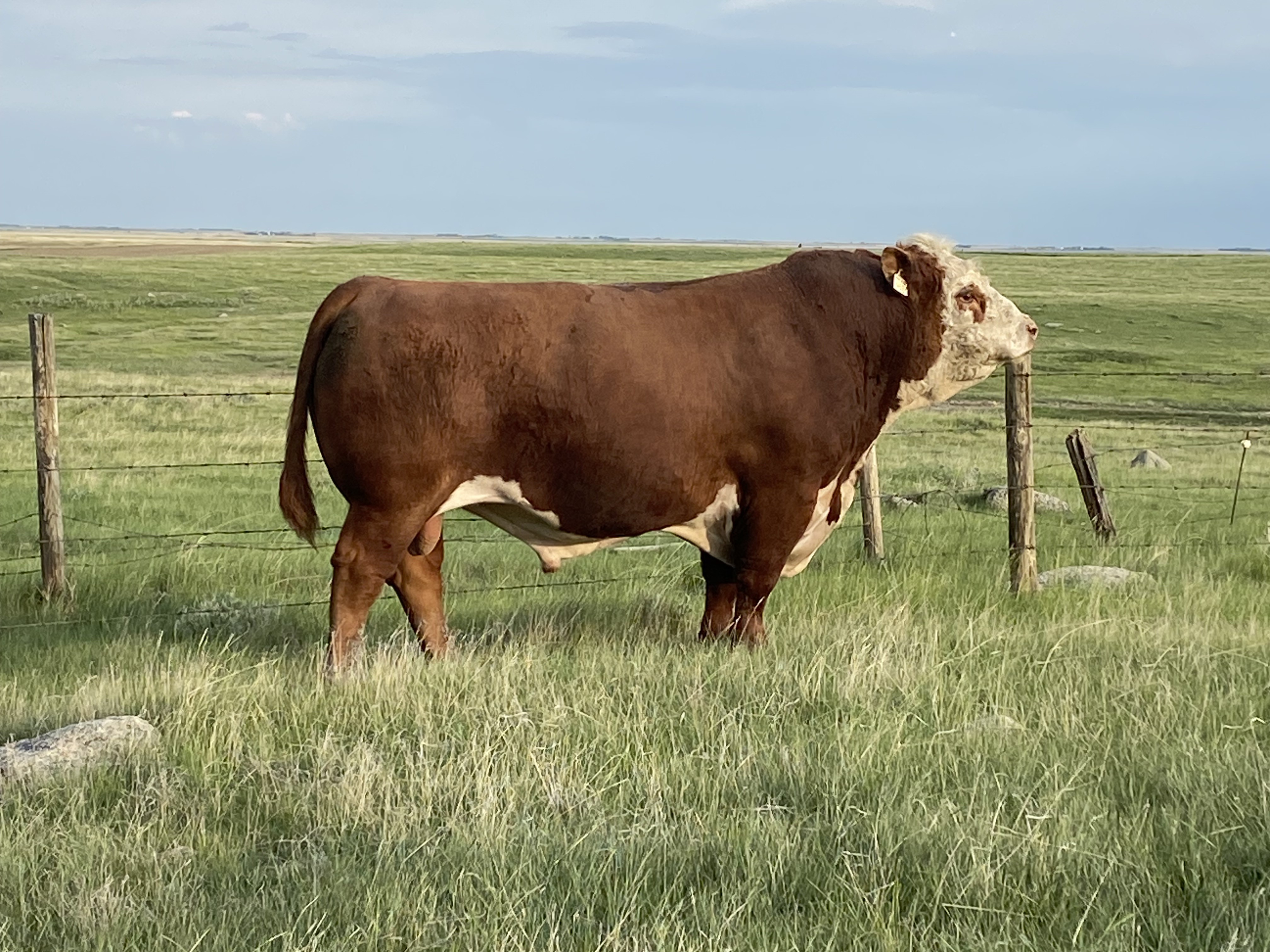 McCoy Cattle