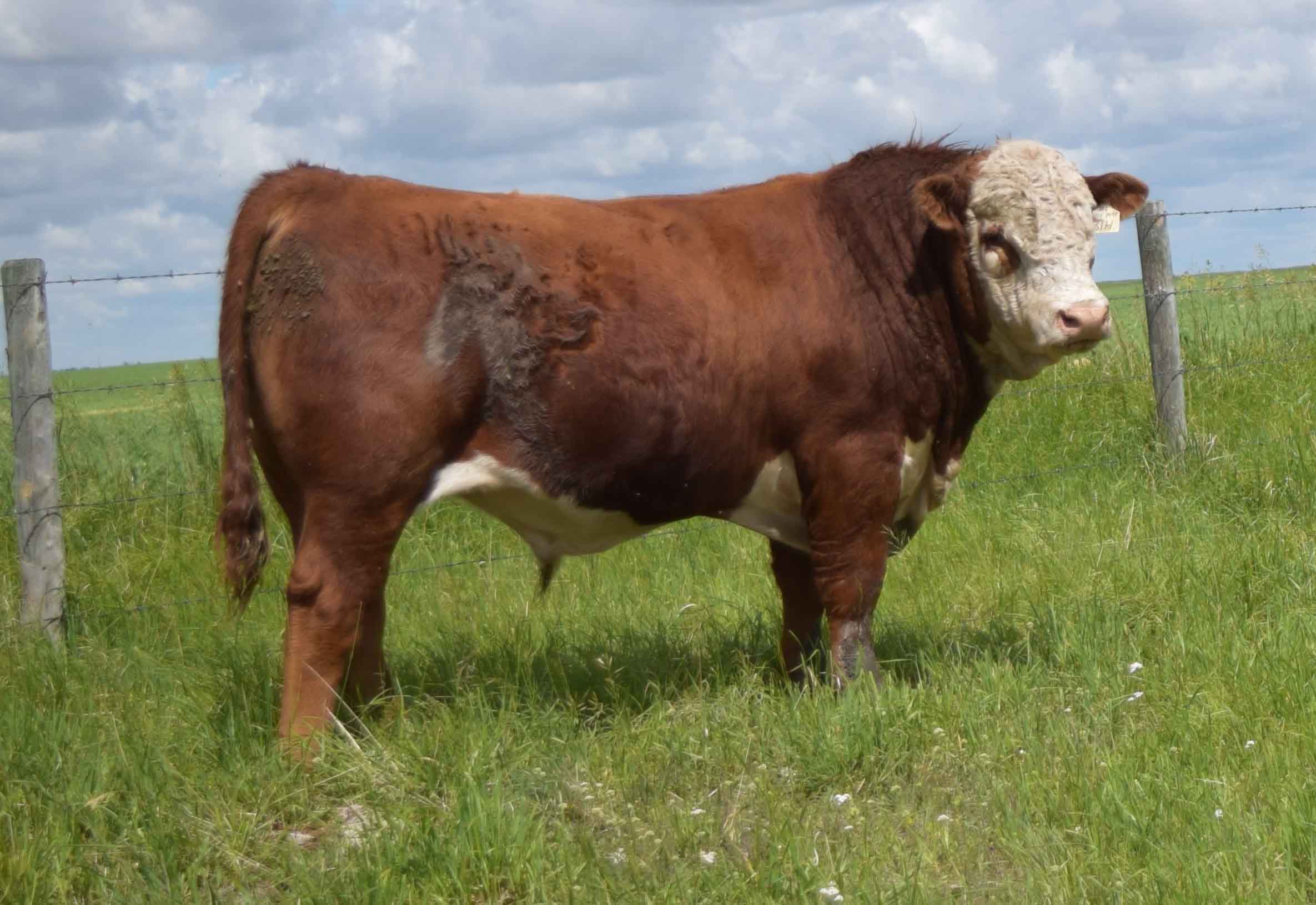McCoy Cattle